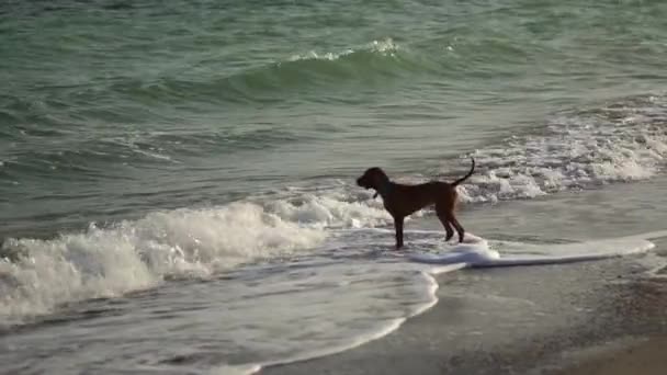 Угорська собака Vizsla на узбережжі. — стокове відео