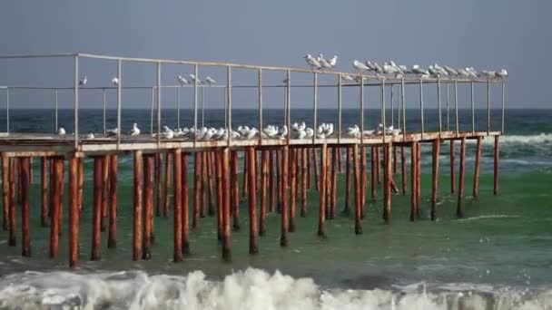 海上铁码头上的海鸥. — 图库视频影像