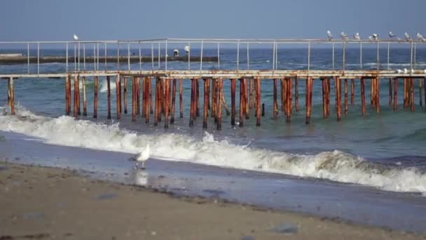 Costa del mar en tiempo soleado. Las gaviotas están sentadas en el muelle . — Vídeo de stock