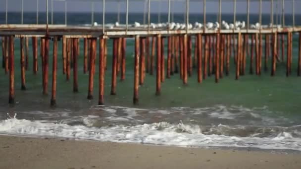 Gulls on the iron pier on the sea. — Stock Video