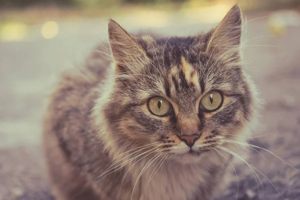 Photo of a beautiful fluffy cat. Pets. — Stock Photo, Image