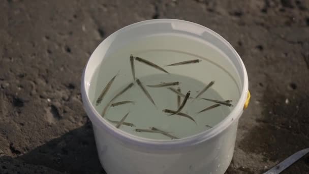 Ψάρια Για Δόλωμα Λευκό Πλαστικό Κουβά Ψάρια — Αρχείο Βίντεο