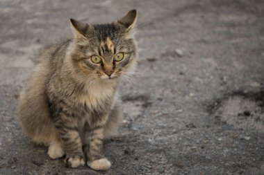 Değil safkan çok güzel kedi. Evcil hayvan.