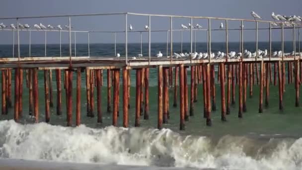 Gaviotas en el muelle de hierro en el mar . — Vídeo de stock