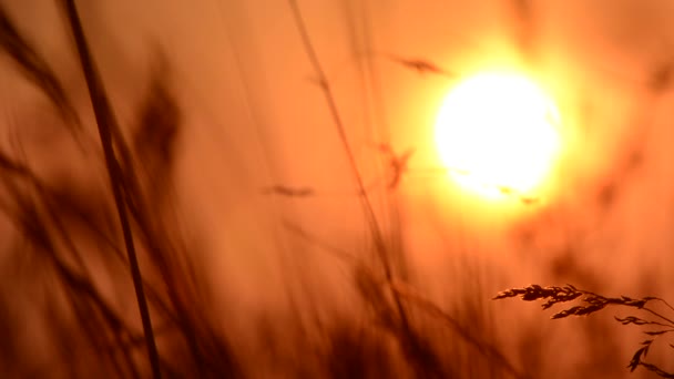 Трава на заході сонця . — стокове відео