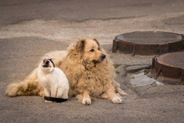 Bir kedi ve köpek birlikte kaldırımda oturuyorlar.