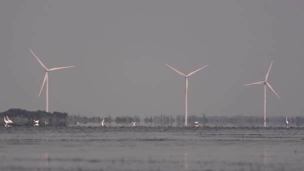 Aves en el lago sobre el fondo de los generadores de viento — Vídeos de Stock