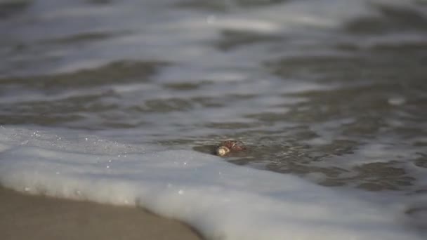 Sandy coast of the Black Sea. — Stock Video