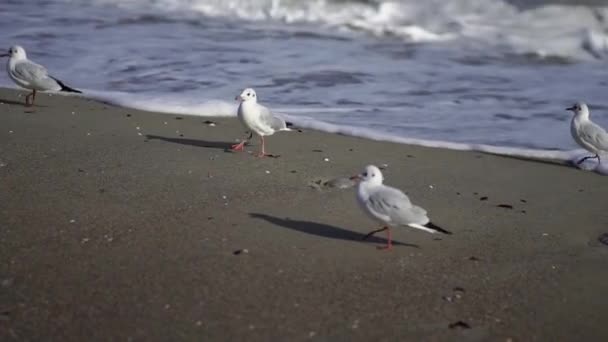Pássaros junto ao mar. Mar Negro . — Vídeo de Stock