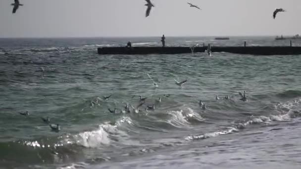 Gaviotas volando sobre la costa del mar. Paisaje marino . — Vídeos de Stock