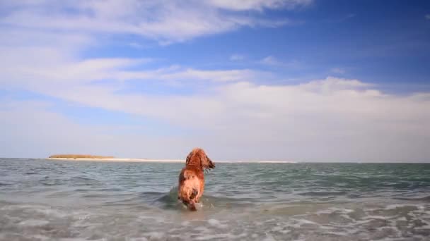 Engelse Cocker Spaniel zwemt in de zee. Hond aan de kust. — Stockvideo
