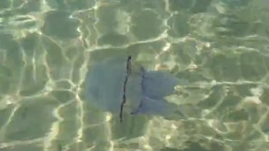 Açık deniz suyunda yüzen denizanası.