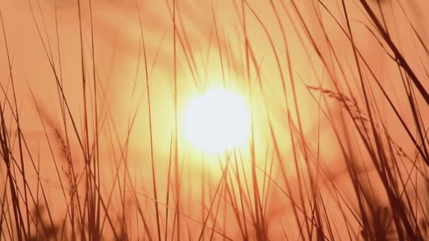 Zonsondergang in de weide. Groot gras in de zon. — Stockvideo