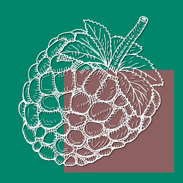 Coleção de ícones de frutas framboesa - esboço vetorial e ilustração de silhueta —  Vetores de Stock