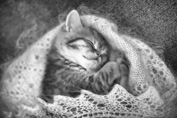 可爱的小红猫在睡觉 苏格兰纯正的小猫 胖胖的漂亮毛绒绒的猫在睡觉 — 图库照片