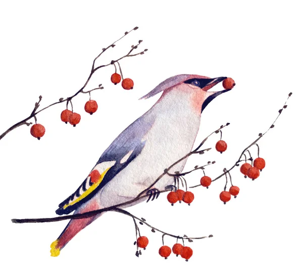 Bohemian Waxwing Eating Red Rowan Berries Winter Hand Drawn Watercolor — Stock Photo, Image