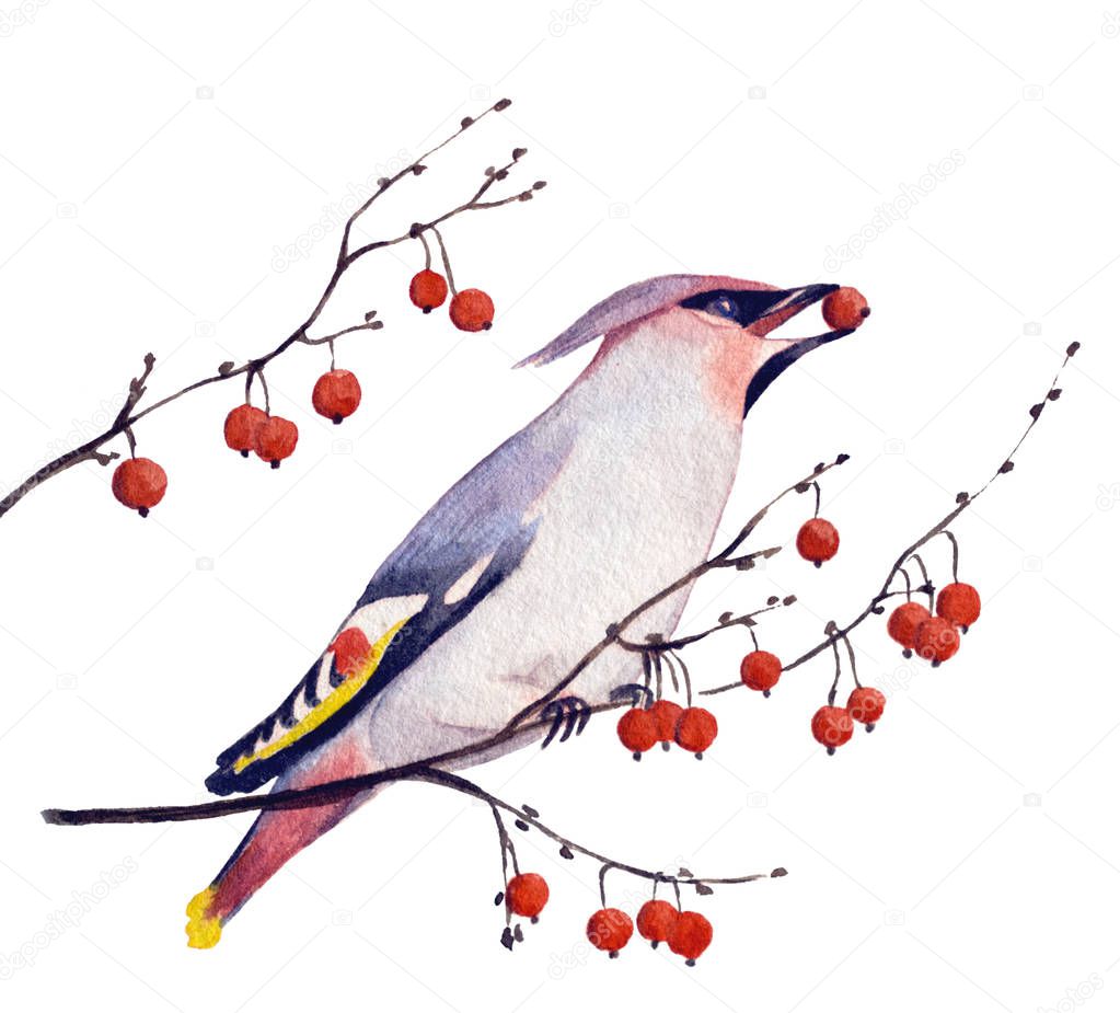 Bohemian Waxwing eating red rowan berries in winter, hand drawn watercolor illustration isolated on white. For a postcard with season's greetings.