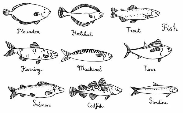 Types Poissons Illustration Vectorielle Dessinée Main Sardine Morue Maquereau Hareng — Image vectorielle