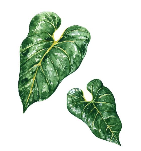 Ręcznie Rysowane Akwarela Zestaw Anthurium Zielony Liści Roślin Tropikalnych Domu — Zdjęcie stockowe
