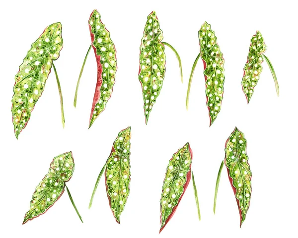 Conjunto Aquarela Desenhada Mão Várias Folhas Verdes Begonia Com Pontos — Fotografia de Stock