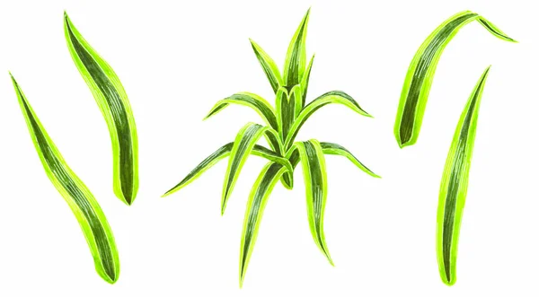 Handritade Vattenfärg Uppsättning Dracaena Gröna Blad Tropiska Och Hem Växter — Stockfoto