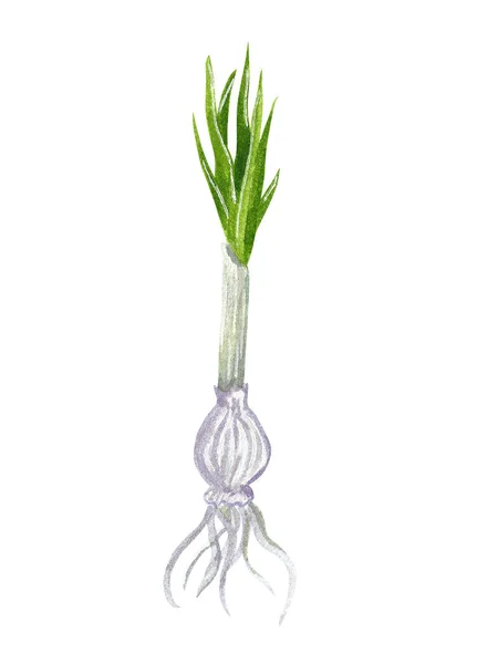 Bulb Primrose Eller Krokus Första Våren Trädgårdsskötsel Hand Dras Akvarell — Stockfoto