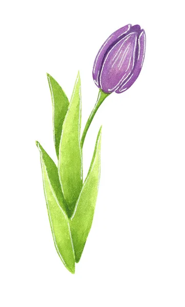 紫チューリップ 手描き水彩イラスト白で隔離 — ストック写真