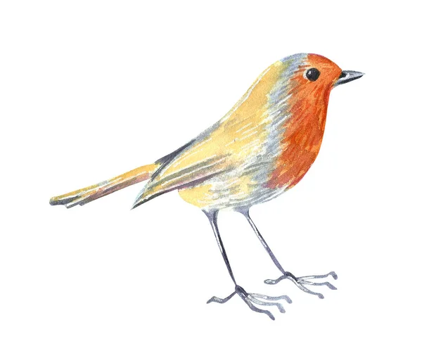 Mały Ogród Dzikiego Ptaka Robin Ilustracja Akwarela — Zdjęcie stockowe