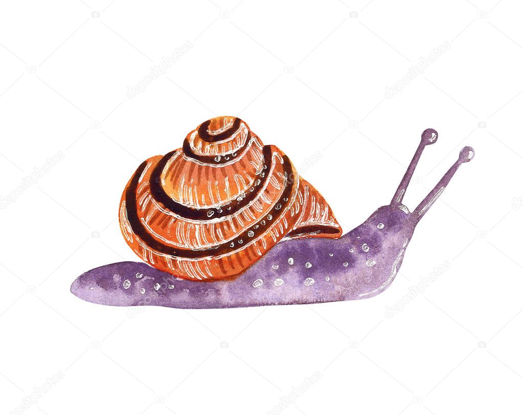 Little garden snail in a shell. Hand drawn watercolor illustration.