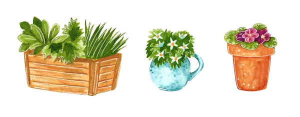 庭院装饰植物剪贴画集合 手画水彩例证查出在白色 — 图库照片