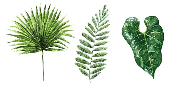 Elle Çizilmiş Suluboya Resim Beyaz Izole Çeşitli Tropikal Yeşil Yaprakları — Stok fotoğraf