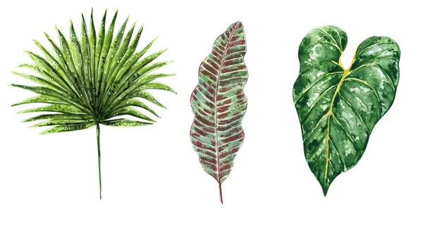 Ilustração Aquarela Desenhada Mão Conjunto Várias Folhas Verdes Tropicais Isolado — Fotografia de Stock