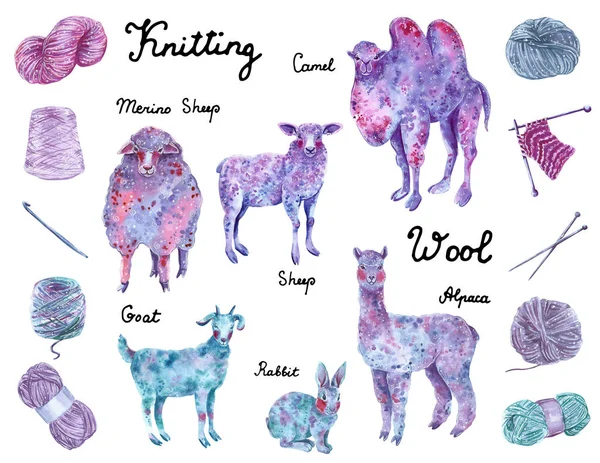 Set of wool animals: alpaca, merino sheep, rabbit, camel, goat with set of wool yarns, knitting needles, crochet hook. Blue, purple and pink colors, surro