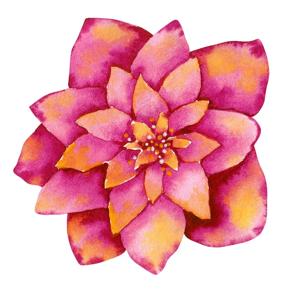 Fantasia Rosa Dahlia Desenhado Mão Ilustração Aquarela Isolado Branco Flor — Fotografia de Stock