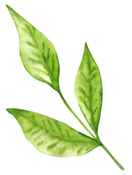 Ostre Liście Zielone Akwarela Ilustracja Białym Tle — Zdjęcie stockowe