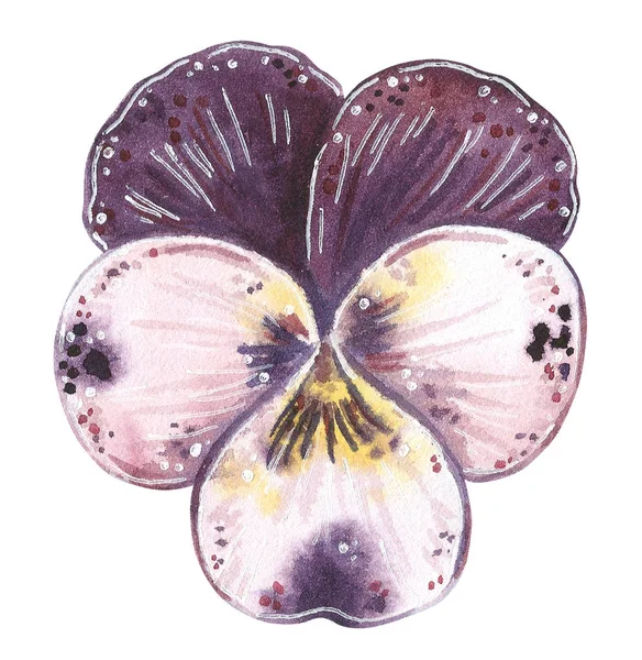 Фиолетовый Альт Рисунок Акварелью Выделенный Белом — стоковое фото
