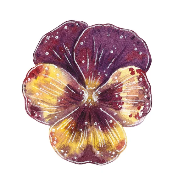 Purple Viola Hand Drawn Watercolor Illustration Isolated White — Stock Photo, Image
