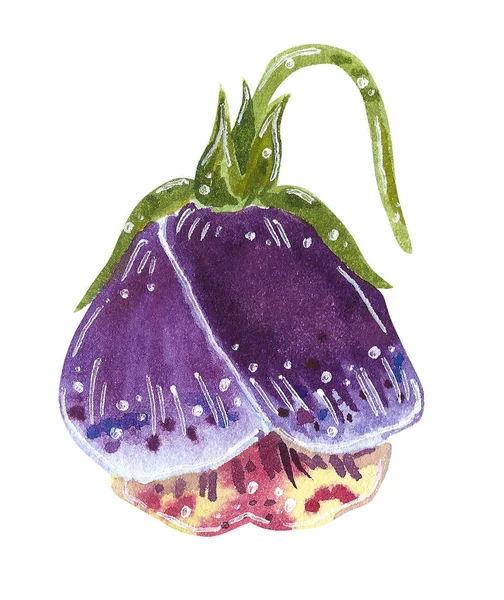 Violette Viola Handgezeichnete Aquarell Illustration Isoliert Auf Weiß — Stockfoto