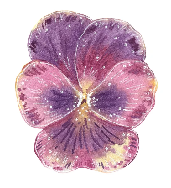 Purple Viola Hand Drawn Watercolor Illustration Isolated White — Stock Photo, Image