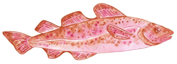 Ilustração Aquarela Desenhada Mão Peixe Isolado Sobre Branco Bacalhau — Fotografia de Stock