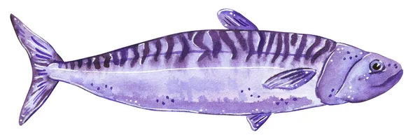 鱼的手绘水彩例证 查出在白色 — 图库照片