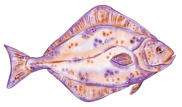 Illustration Aquarelle Dessinée Main Poisson Isolé Sur Blanc Flétan — Photo