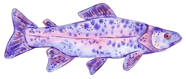 鱼的手绘水彩例证 查出在白色 — 图库照片