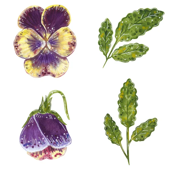 Conjunto Flores Viola Con Hojas Ilustración Acuarela Dibujada Mano Aislada —  Fotos de Stock