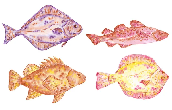 一套手绘的水彩画鱼的例证 查出在白色 Halibut 比目鱼 — 图库照片