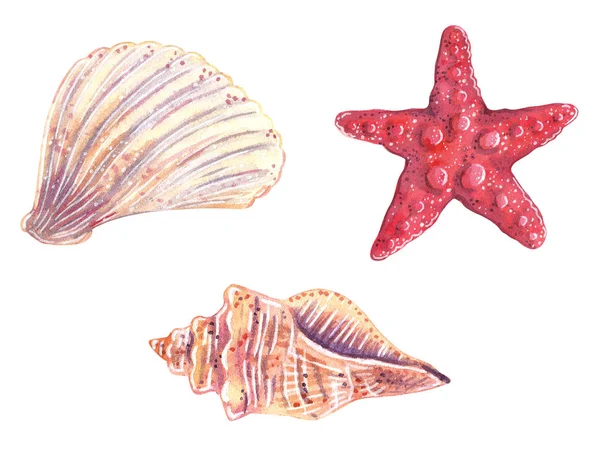 Conjunto Conchas Uma Estrela Mar Ilustração Aquarela Desenhada Mão Isolado — Fotografia de Stock