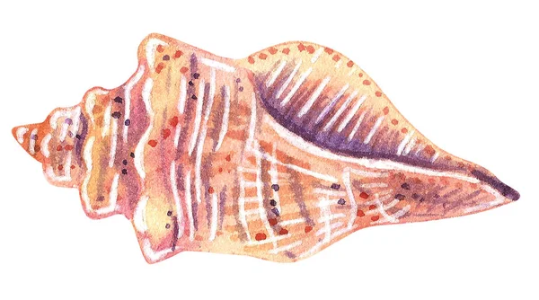 Seashells Ilustração Aquarela Desenhada Mão Isolado Branco — Fotografia de Stock