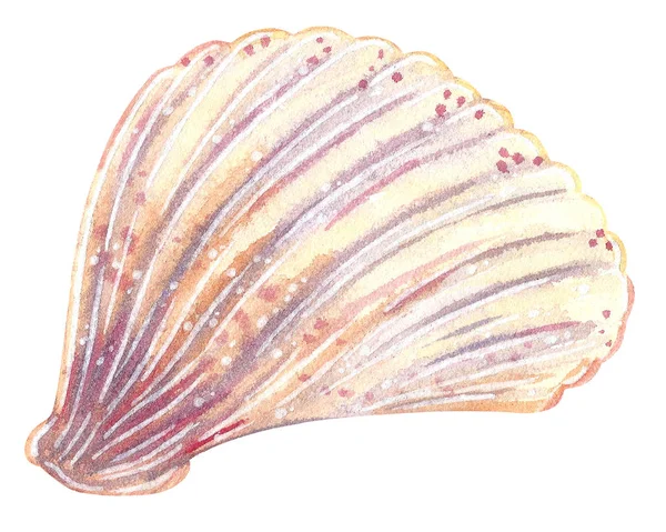 Seashells Ilustração Aquarela Desenhada Mão Isolado Branco — Fotografia de Stock