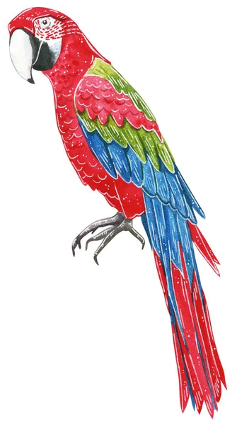 Grande Papagaio Selvagem Tropical Ara Ilustração Aquarela Desenhada Mão — Fotografia de Stock