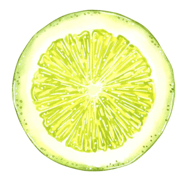 Lime Slice Hand Drawn Watercolor Illustration Isolated White — Stock Photo, Image